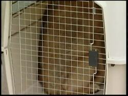 SKorean scientist linked to stem cell scandal claims he created 2 cloned wolves News Clip