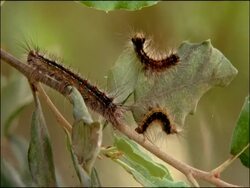 Gypsy moth (Lymantria dispar) Caterpillars of 3 different ages, Andalusia, Southern Spain Stock Footage
