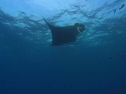 Manta Rays over sea mount, Mexico  Stock Footage