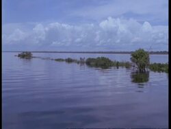 WA POV of boat moving through flooded river, South America Stock Footage