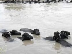 Domestic Buffalos Taking Bath in Moving Water Stock Footage
