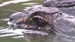 Water ripples over a crocodile's eye. Stock Footage