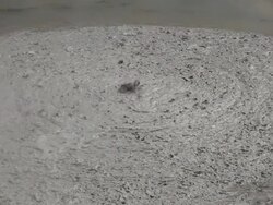 CU Shot of Rotorua gush springs / Rotorua, New Zealand Stock Footage