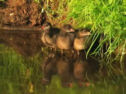 PAL: Three young Coots Stock Footage