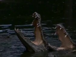 Crocadile Feeding Stock Footage