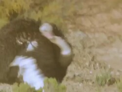 Ostrich (Struthio camellus) male mating display, Namaqualand, South Africa Stock Footage