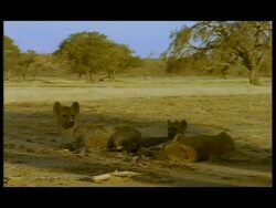 MS Family of Spotted Hyenas (Crocuta crocuta) resting in shade, Botswana Stock Footage