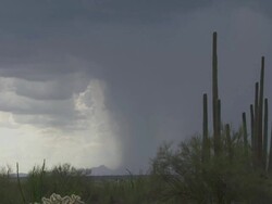 Zoom out from Saguaro cactus and jumping cactus (Opuntia fulgida) to very heavy dark rain shaft in distance, Sonoran Desert, Arizona, USA Stock Footage