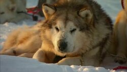 Sled dogs doze off as they take a break on the snowy tundra. Stock Footage