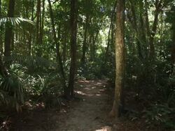 MS, Footpath in tropical rainforest, Mossman, Queensland, Australia Stock Footage