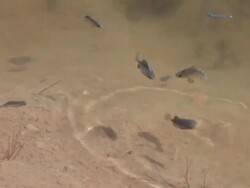 HD video rare Pecos pupfish New Mexico Stock Footage