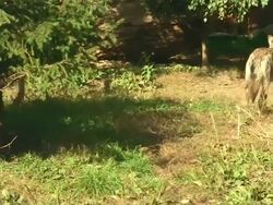 Pack of wolfs Stock Footage