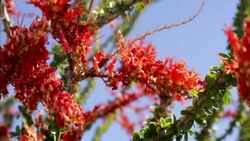 Red flowers bloom on a desert tree. Stock Footage