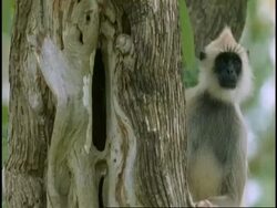 MS Hanuman Langur, Semnopithecus entellus, looking to camera, Western Ghats, India Stock Footage