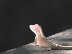 Lizard on the rails 5 Stock Footage