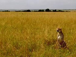 WS Cheetah sitting with prey in long grass / Masai Mara, Kenya Stock Footage
