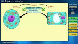 Components of a Cell: An Introduction Instructional Video
