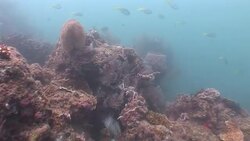 Colorful fish swim around a coral reef. Stock Footage