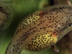 Close-up of a glass frog larva (tadpole) developing in its egg, twelve days after being laid. Stock Footage