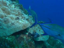 Guinea fowl Pufferfish on hard coral, Mexico  Stock Footage