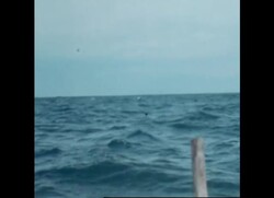 RR7352B SHARK FISHERS OF URUGUAY Instructional Video