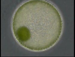 Microscopic view of Volvox spinning Stock Footage