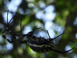 Orb web spider Stock Footage