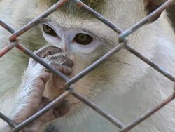 Monkey In Zoo Stock Footage