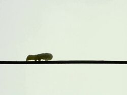 MS Shot of Cabbage Looper (inch wormn) crawls slowly across straight wire / Chelsea, Illinois, United States  Stock Footage