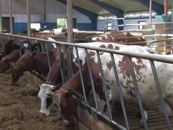 dairy farm Stock Footage