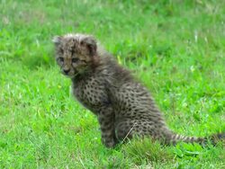 WS Cheetah Cub sitting on grass before standing and walking off / Safari de Peaugres, France Stock Footage