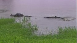 A crocodile whips its tail back and forth. Stock Footage