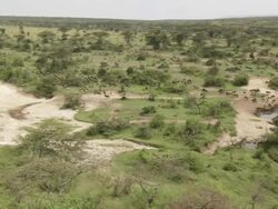 WS PAN  Wildebeasts and zebra's walking in plain / Tanzania Stock Footage