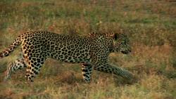 Atlas of Africa: The Continent of Africa Instructional Video