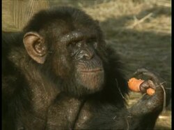 CU Chimpanzee eating a carrot Stock Footage
