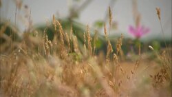 Grasses and wildflowers grow in the ruins of Rome's Circus Maximus. Stock Footage