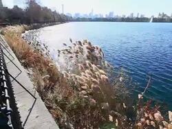 Camera captures waving pampas grasses at illuminated reservoir by sun. Manhattan skyscrapers can be seen behind. Stock Footage