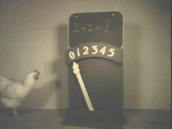 Chicken solving math equation Stock Footage