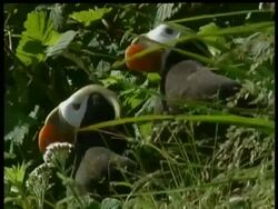 CU pair of Tufted Puffin, Fratercula cirrhata, Arctic Circle Stock Footage