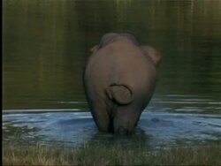 Elephant entering water in Indian rainforest Stock Footage