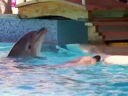 Two happy Dolphins Stock Footage
