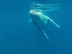 Baby Humpback Whale swimming up close Stock Footage