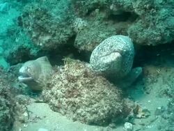 MS Shot of Moray eels lying and moving under ledge and pushing water over gills / Matola, Maputo, Mozambique Stock Footage