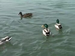 HD: Duck competition Stock Footage