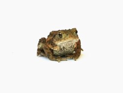 Frog Stock Footage