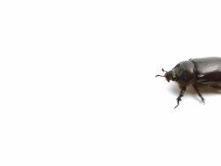 May bug walks from right to left on white background Stock Footage