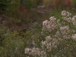 Flowering trees frame a stone bridge that arcs over a river in Liberty State Park. Stock Footage