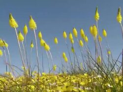 MS Shot of Namaqualand daisies covering flat land with masses of tall stemmed plants with yellow flower heads buffeted by the wind / Namaqualand, Northern Cape, South Africa Stock Footage