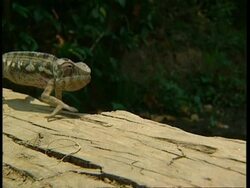 MS Chameleon walking cautiously Stock Footage