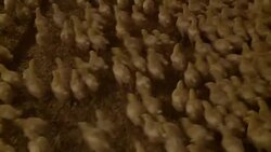TRACKING SHOT of chicks running away in poultry farm Stock Footage
